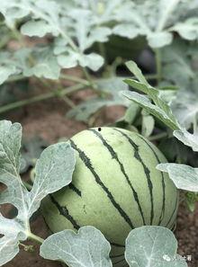 2019网红吃瓜 第3张 2019网红吃瓜 第3张