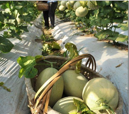 网红吃瓜中国,揭秘网络红人的幕后故事