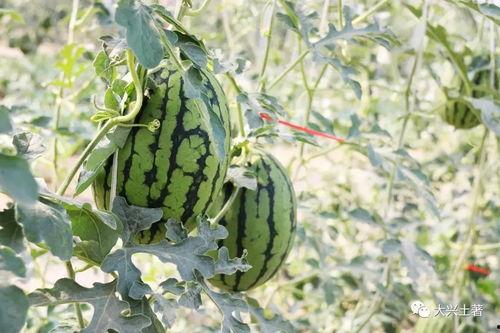 近期网红吃瓜爆料,娱乐圈最新瓜料大揭秘! 第1张 近期网红吃瓜爆料,娱乐圈最新瓜料大揭秘! 第1张