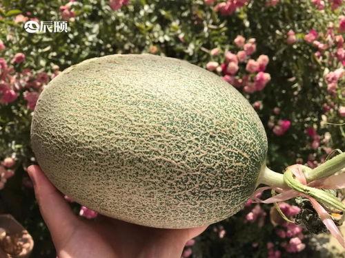 吃瓜蜜网,带你领略网络娱乐新风尚  第2张