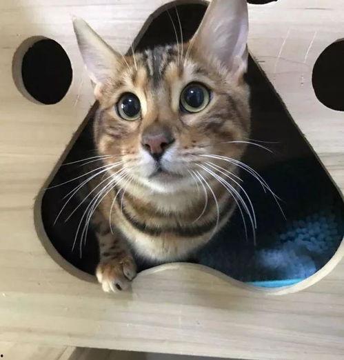 娱乐吃瓜酱替小猫赎身,娱乐吃瓜酱助力爱心行动 第3张 娱乐吃瓜酱替小猫赎身,娱乐吃瓜酱助力爱心行动 第3张