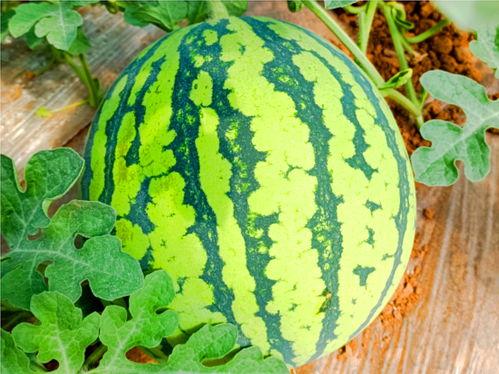 网红热巴吃热瓜 第1张 网红热巴吃热瓜 第1张