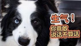 娱乐吃瓜君第一次见狗,萌态百出瞬间圈粉 第1张 娱乐吃瓜君第一次见狗,萌态百出瞬间圈粉 第1张