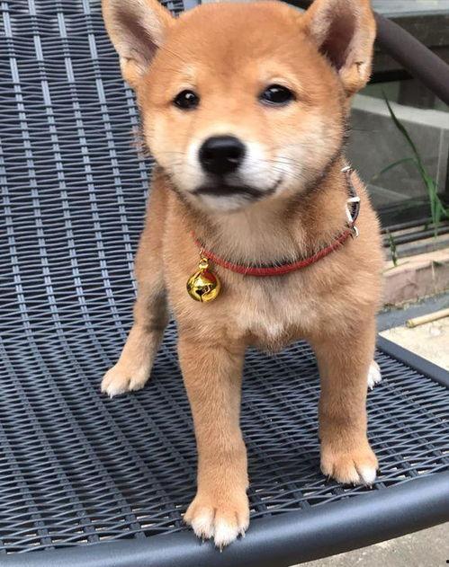 娱乐吃瓜君第一次见狗,萌态百出瞬间圈粉 第2张 娱乐吃瓜君第一次见狗,萌态百出瞬间圈粉 第2张