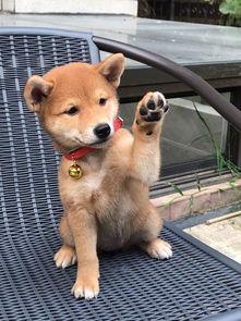 娱乐吃瓜君第一次见狗,萌态百出瞬间圈粉 第3张 娱乐吃瓜君第一次见狗,萌态百出瞬间圈粉 第3张