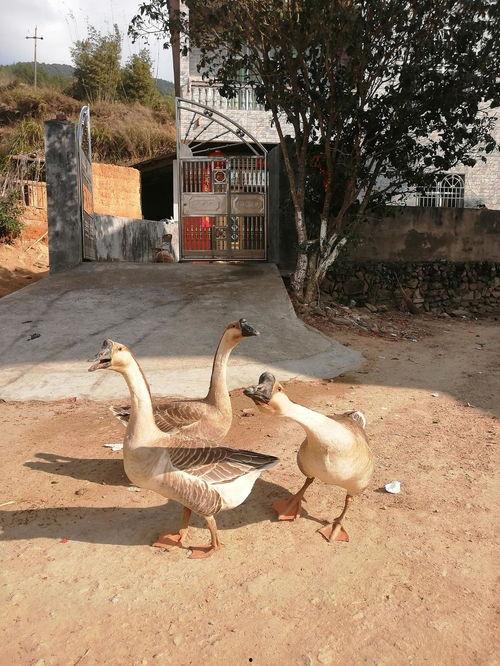 吃瓜娱乐鹅,揭秘娱乐圈背后的那些事儿  第2张