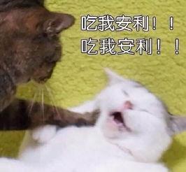 大猫吃瓜爆料表情包,揭秘网络热图的趣味与内涵 第3张 大猫吃瓜爆料表情包,揭秘网络热图的趣味与内涵 第3张