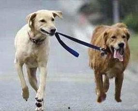 娱乐吃瓜酱安乐狗狗,娱乐吃瓜酱的温馨故事 第2张 娱乐吃瓜酱安乐狗狗,娱乐吃瓜酱的温馨故事 第2张